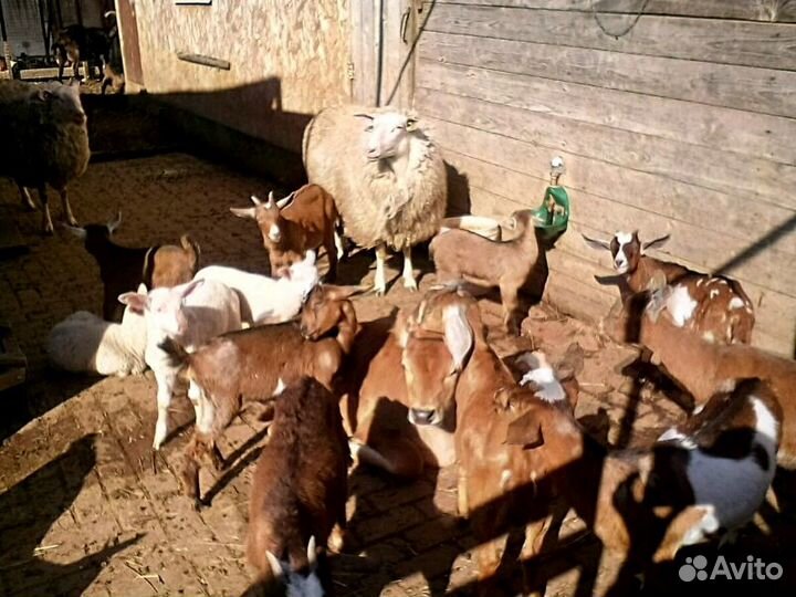 Овцы остфризской породы