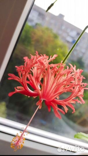 Гибискус шизопеталус