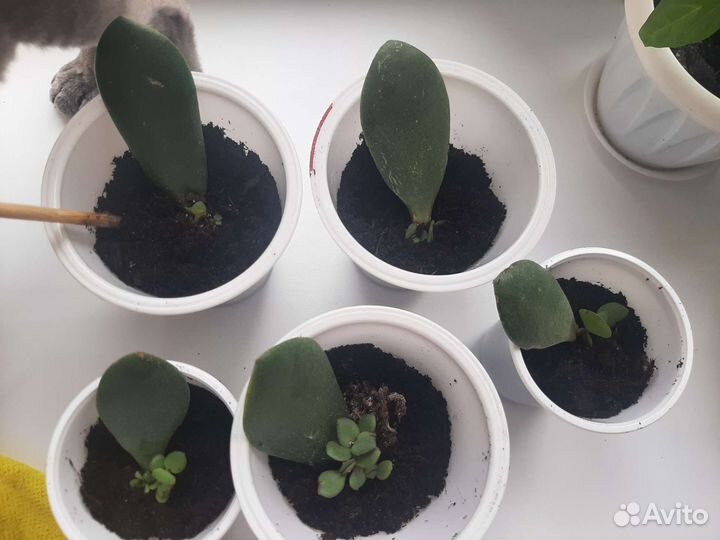 Красула толстянка (денежное дерево)