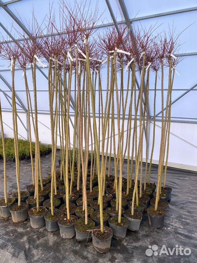 Ива Хакура Нишики штамб 100-200см