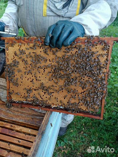 Пчелы С ульями И медом