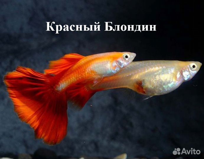 Аквариумные рыбки Гуппи разных видов