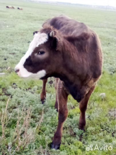Коровы,телята,телочка