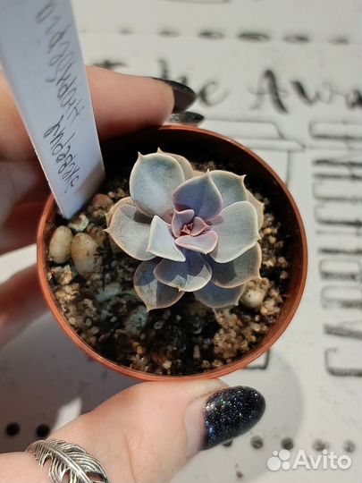 Суккуленты