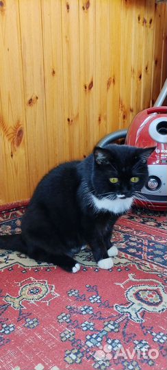 Кошка Маркиза