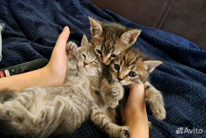 Вислоухие котята в добрые руки