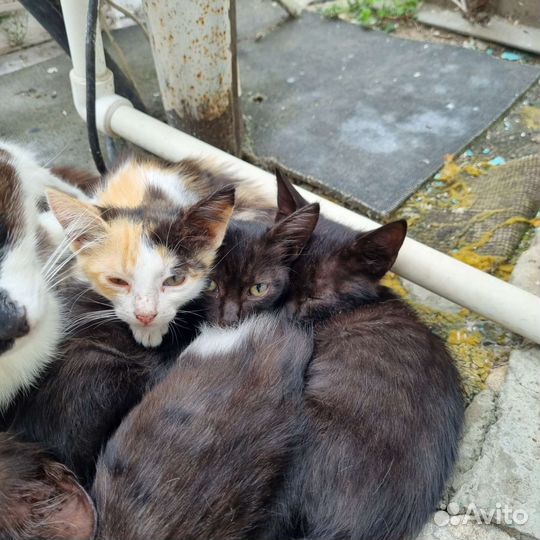 Котята в дар бесплатно