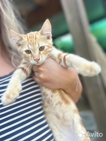 Котик в добрые руки