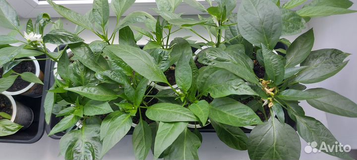 Перец комнатный острый