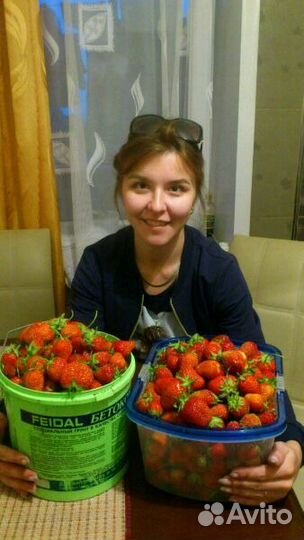 Рассада элитной клубники. Усы