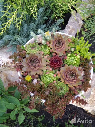 Молодило, очиток