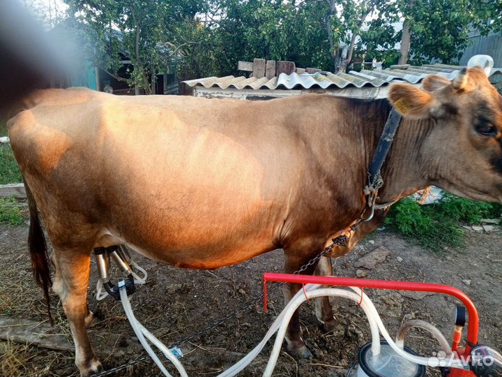 Коровы дойные