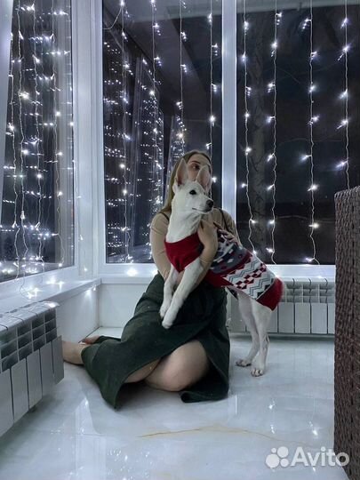 Пончо и свитер для собаки