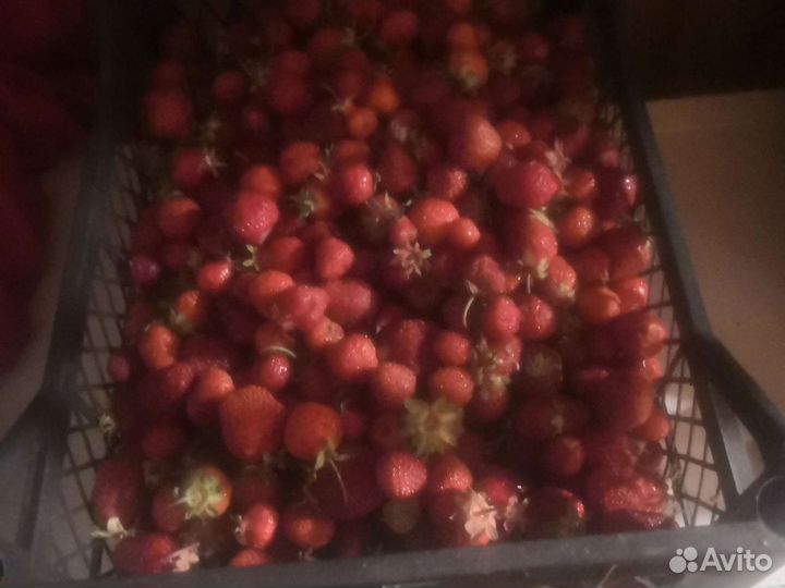 Клубника свежая ягода