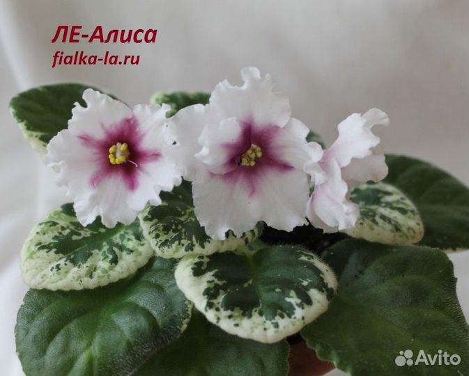 Фиалки детки