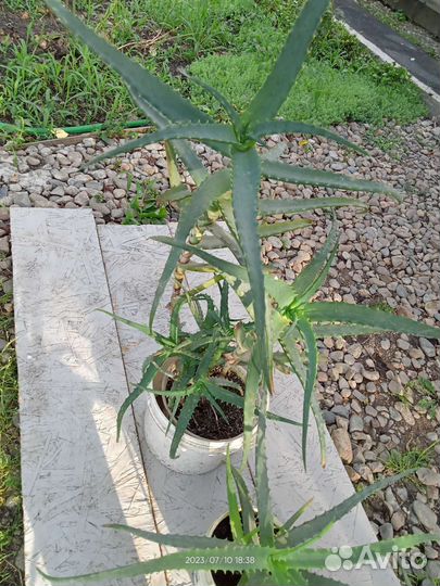 Алоэ лечебный