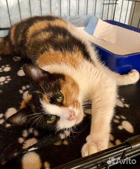 Люся стала ненужной после пяти лет жизни в семье