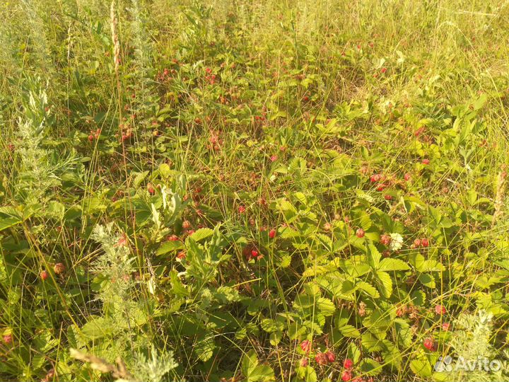 Лесная ягода