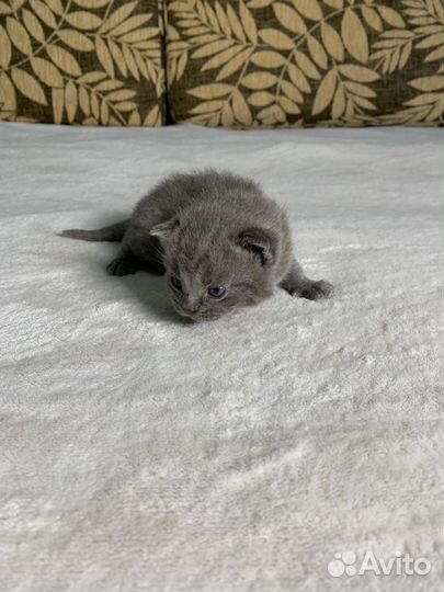 Котята британцы