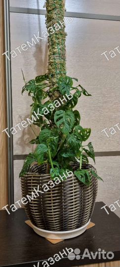 Тотем для растений