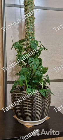 Тотем для растений