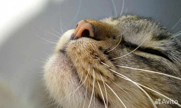 Усы кота, брови кота, вибриссы кота
