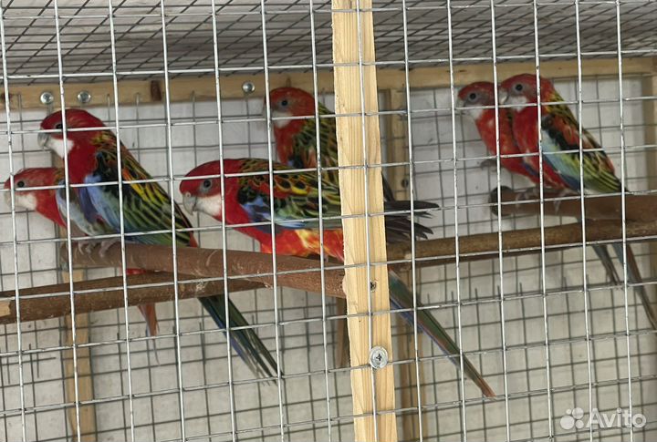 Попугаи корелла