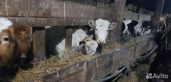 Бычки, телята