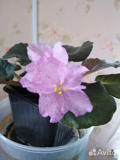 Фиалка детка