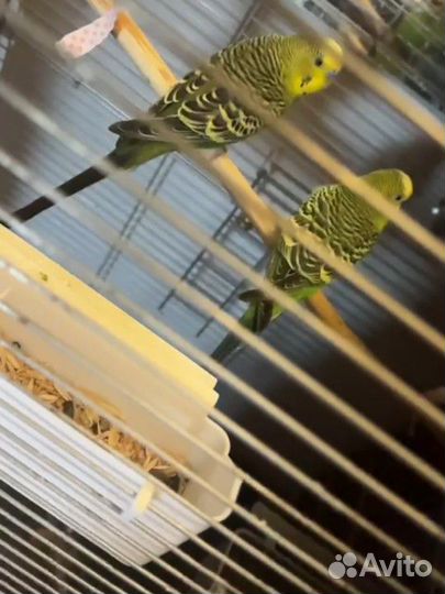 Волнистый попугай с клеткой