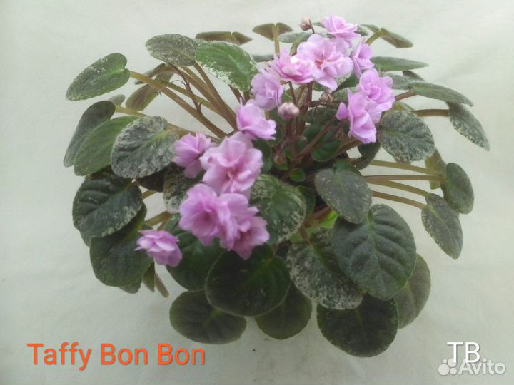 Фиалки-трейлеры (ампельные)