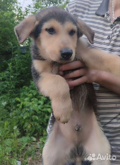 Щенки-девочки