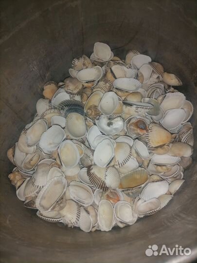 Черноморские ракушки