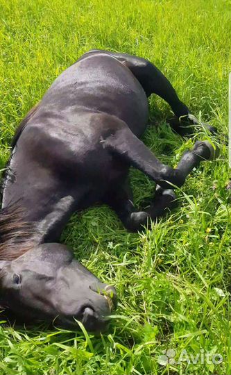 Лучшее органическое удобрение