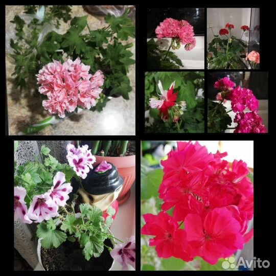 Герань (пеларгония)