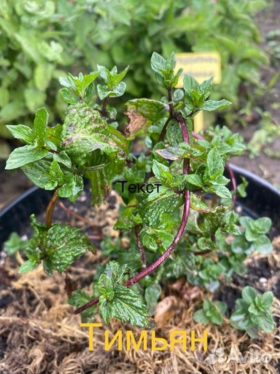 Коллекционная сортовая мята, 50 сортов