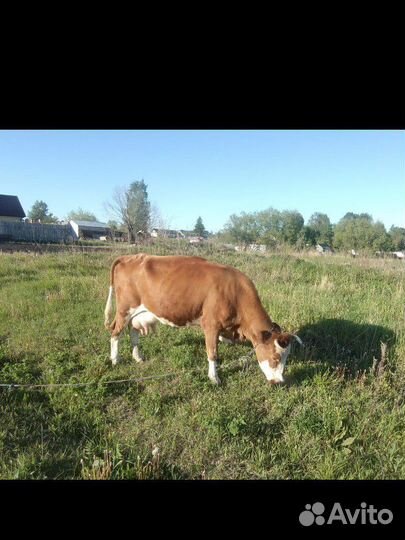 Дойная корова