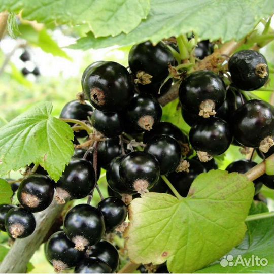 Саженцы чёрной смородины