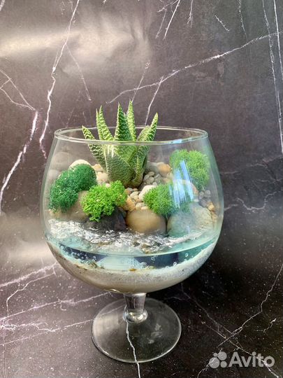 Флорариум суккуленты
