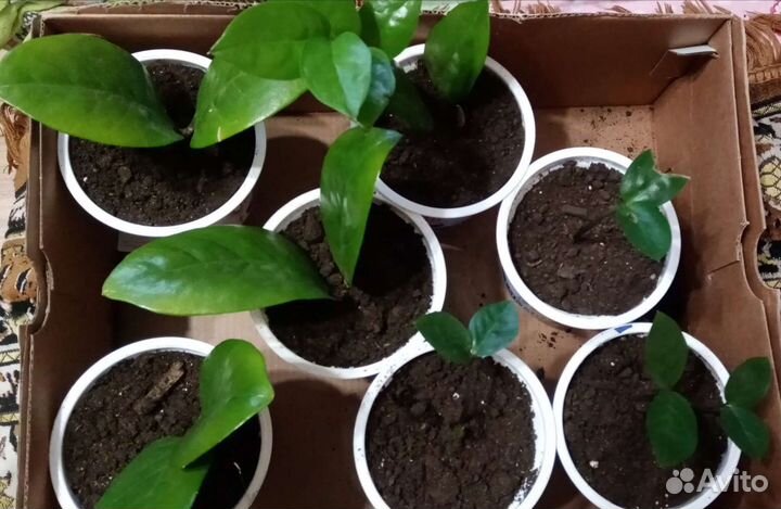 Замиокулькас