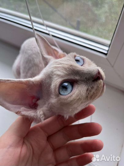 Кот девон-рекс(6мес.)