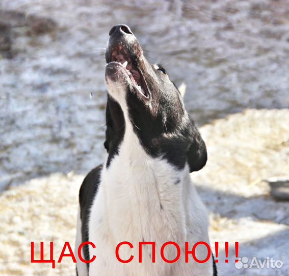 В добрые руки