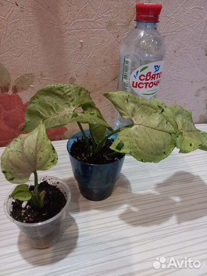 Сингониум серый призрак