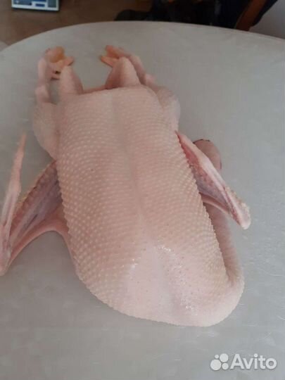 Мясо.Гуси, утки, индейка, бройлер