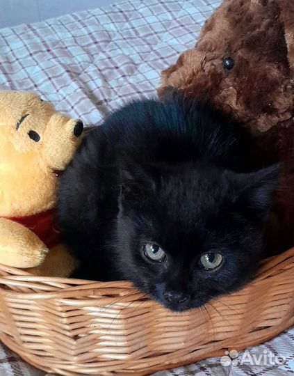 Котенок мальчик 2 с половиной месяца