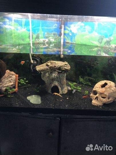 Аквариум