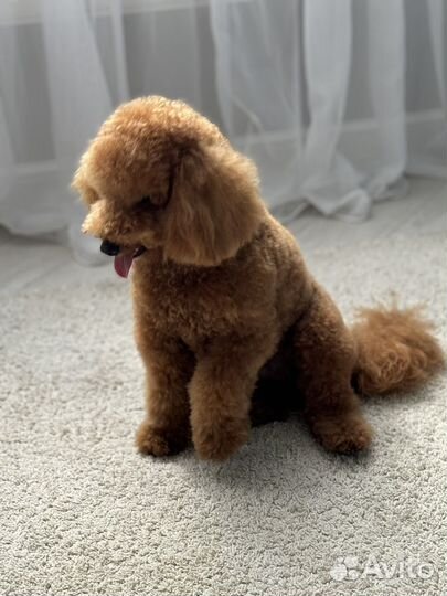 Собака для фотосессии мальтипу Тэдди