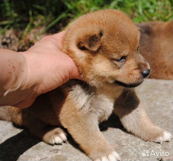 Девочка сиба-ину на фото