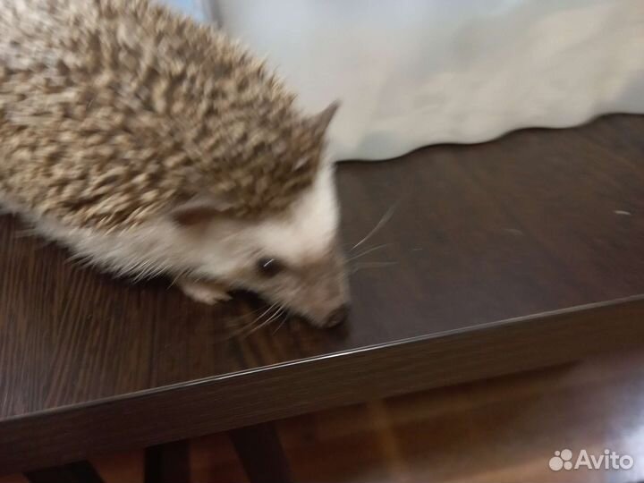 Карликовый африканский еж