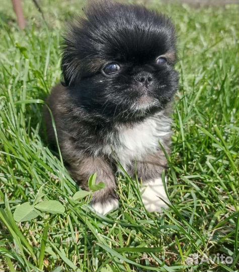 Щенок пекинес